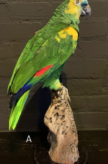 vo-575-beautiful-amazon-parrots-2383872-en-max