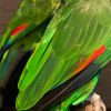 VO 575, Prachtige amazone papagaai.
