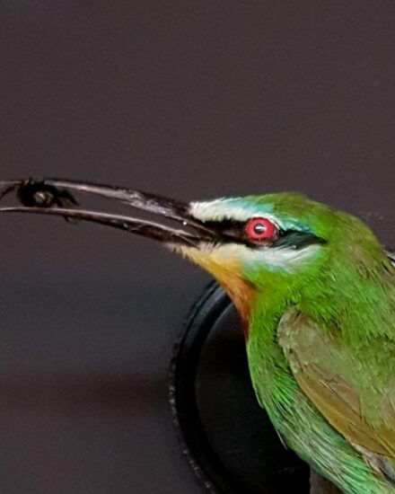 vo-585-taxidermy-bee-eater-1821716-en-max