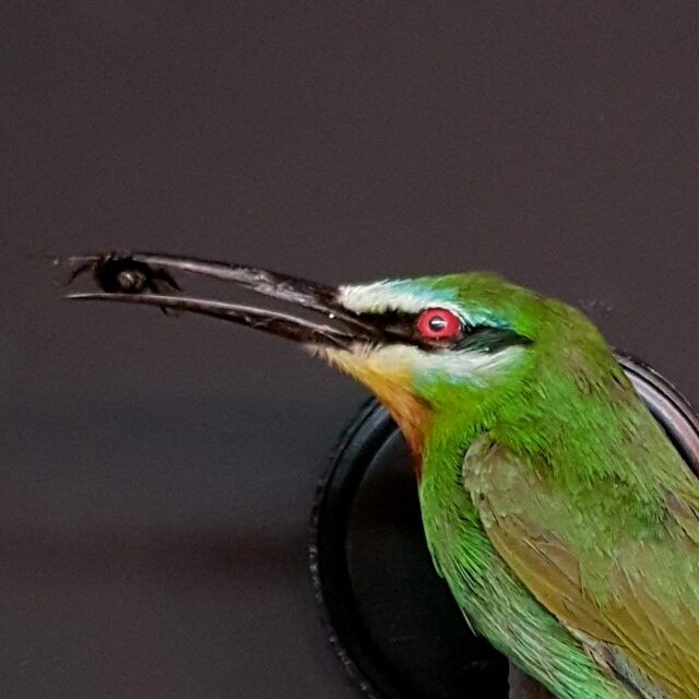 vo-585-taxidermy-bee-eater-1821716-en-max