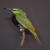 Taxidermy bee-eater