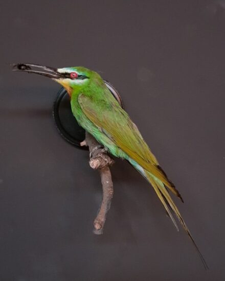 vo-585-taxidermy-bee-eater-1821728-en-max