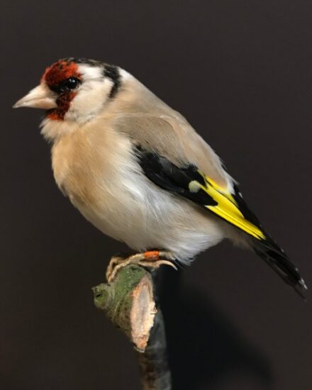 vo-590-taxidermy-goldfinch-on-a-natural-twig-1276334-en-max-1