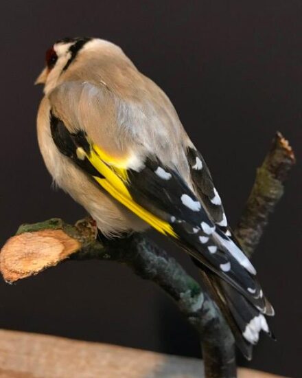 vo-590-taxidermy-goldfinch-on-a-natural-twig-1276335-en-max