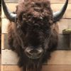 Prachtige opgezette bizon kop voor aan de muur