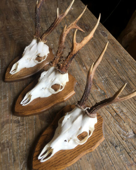 we-have-a-very-nice-collection-of-capital-roe-buck-antlers-593770-en-max