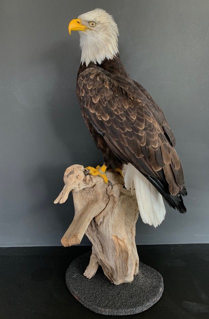 White-headed sea eagle. € 4500,-