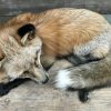 Wonderful stuffed Canadian fox