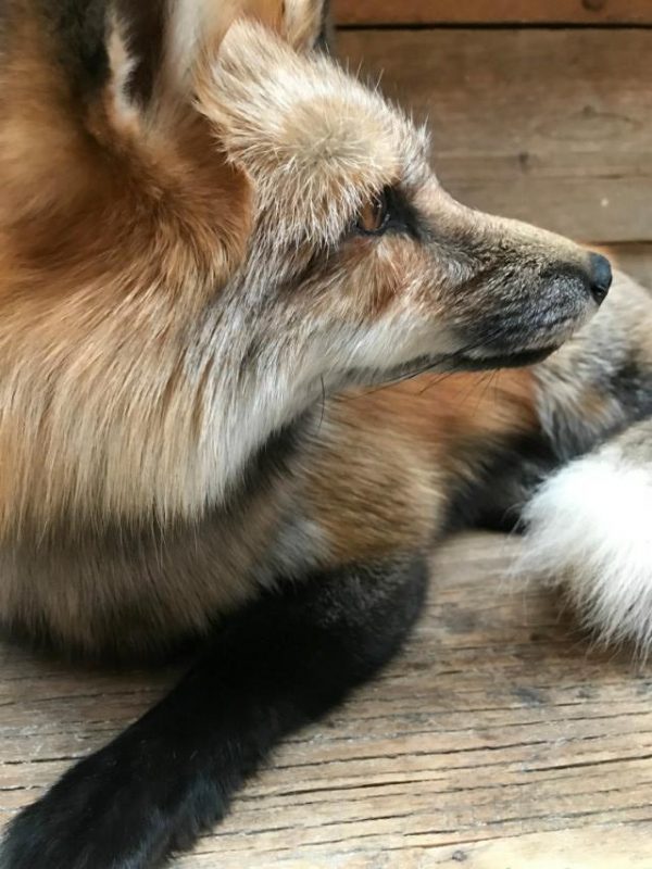 Wunderbar ausgestopften Canadian Fuchs