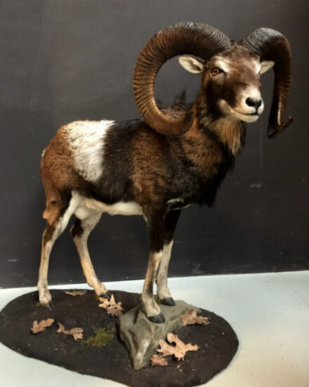 wonderful-stuffed-mouflon-529203-en-max