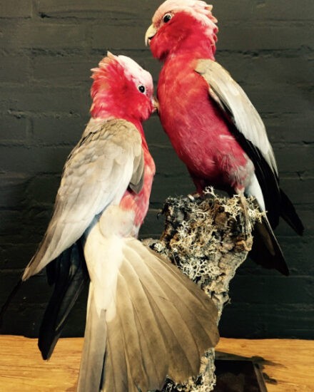 wonderful-stuffed-pink-cockatoos-549058-en-max