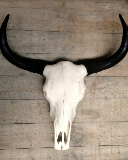 yak-skulls-376719-en-max