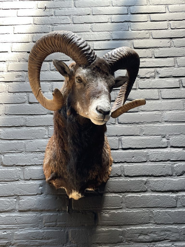 Head of a capital mouflon ram.