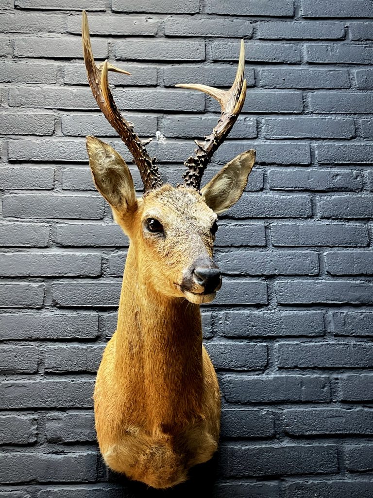 Mounted head of a Siberian roebuck