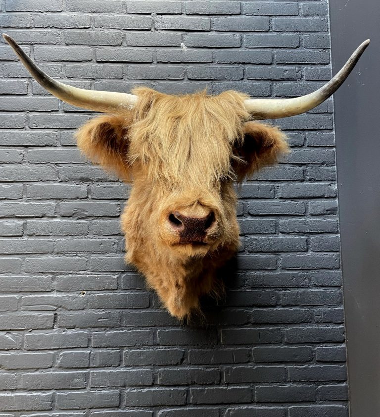 Mounted head of a Scottish highlander