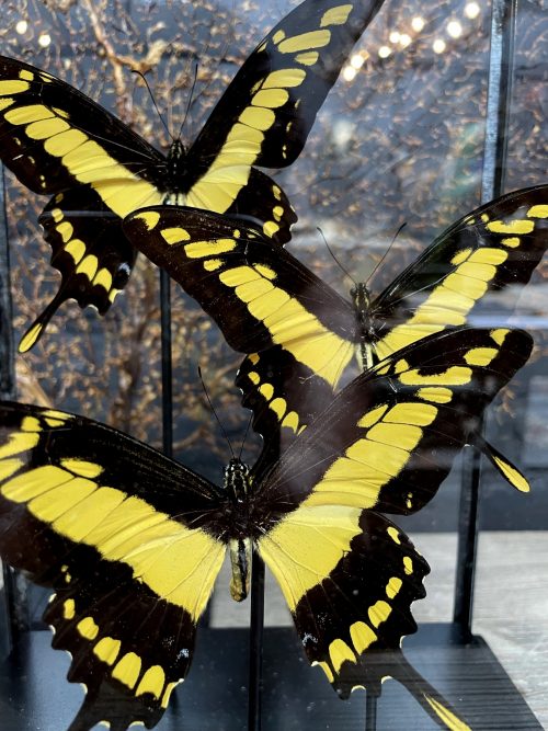 Moderne glazen kast met vlinders