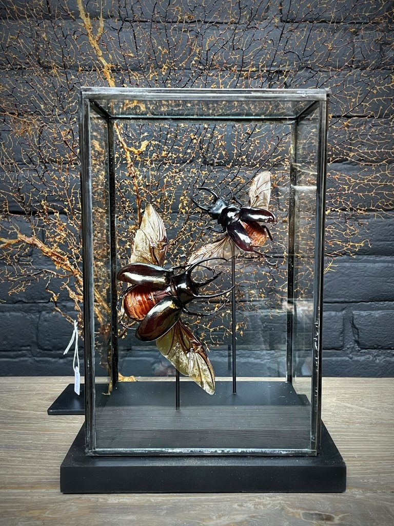 Modern glass case with large rhino beetles