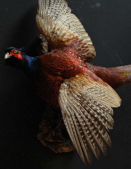 vo-103-stuffed-flying-pheasant-378892-en-max