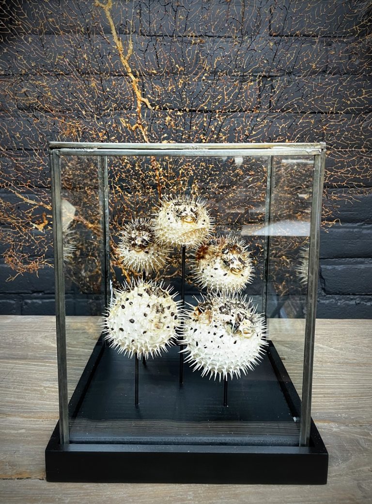 Modern glass case with 5 puffer fish