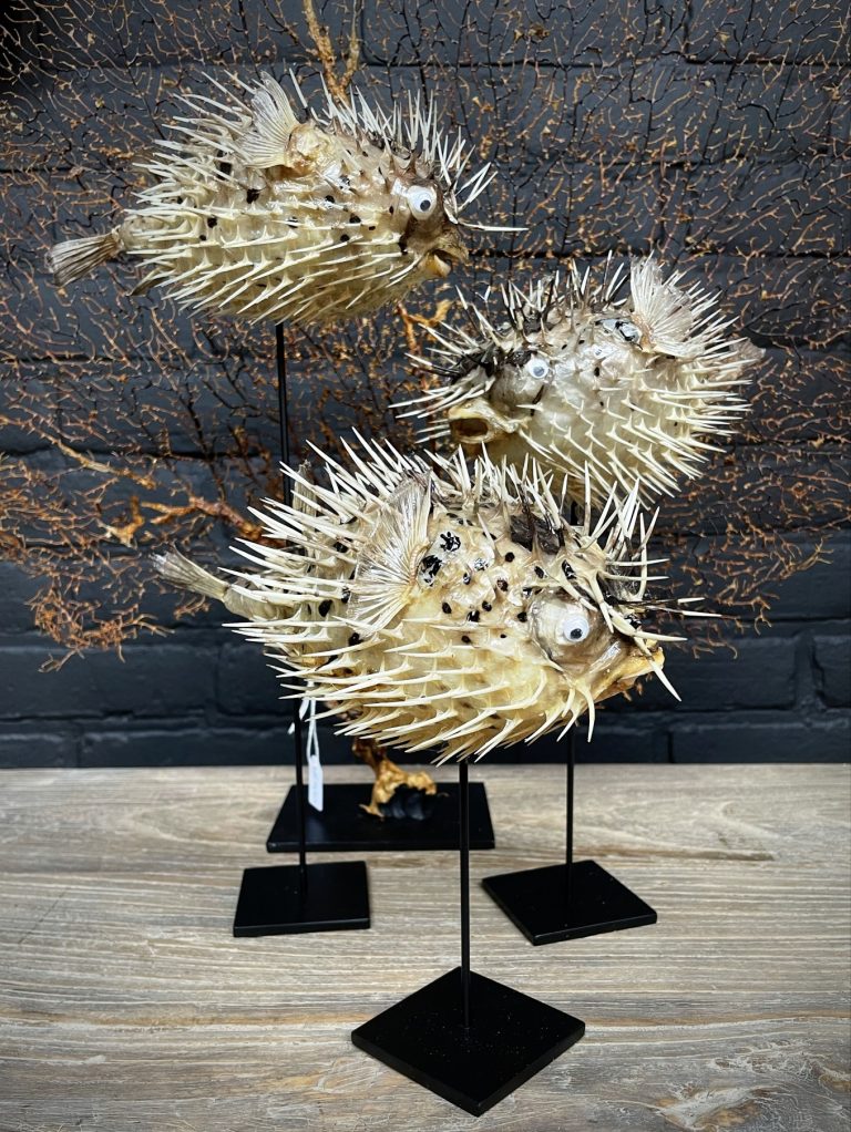 Decorative set of 3 puffer fish