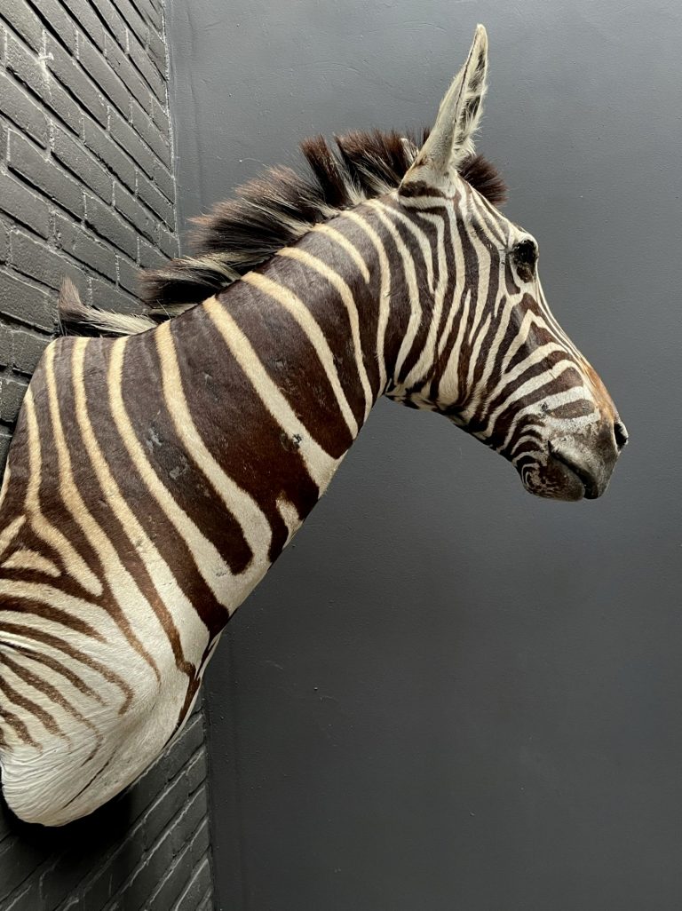 Mounted zebra head