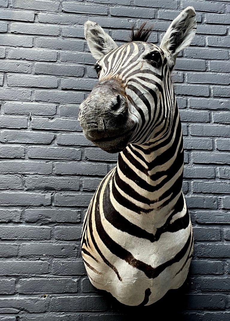 Mounted zebra head