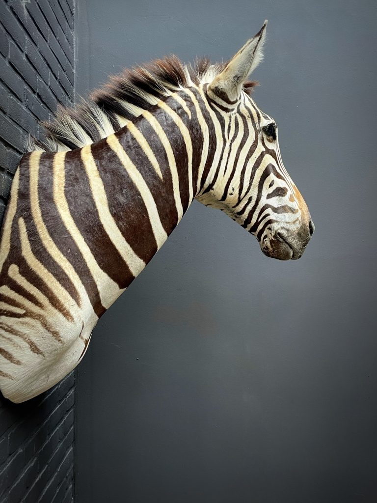 Mounted zebra