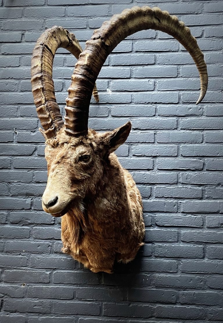 Mounted head of a very old ibex