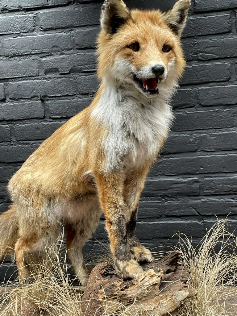 Taxidermy fox