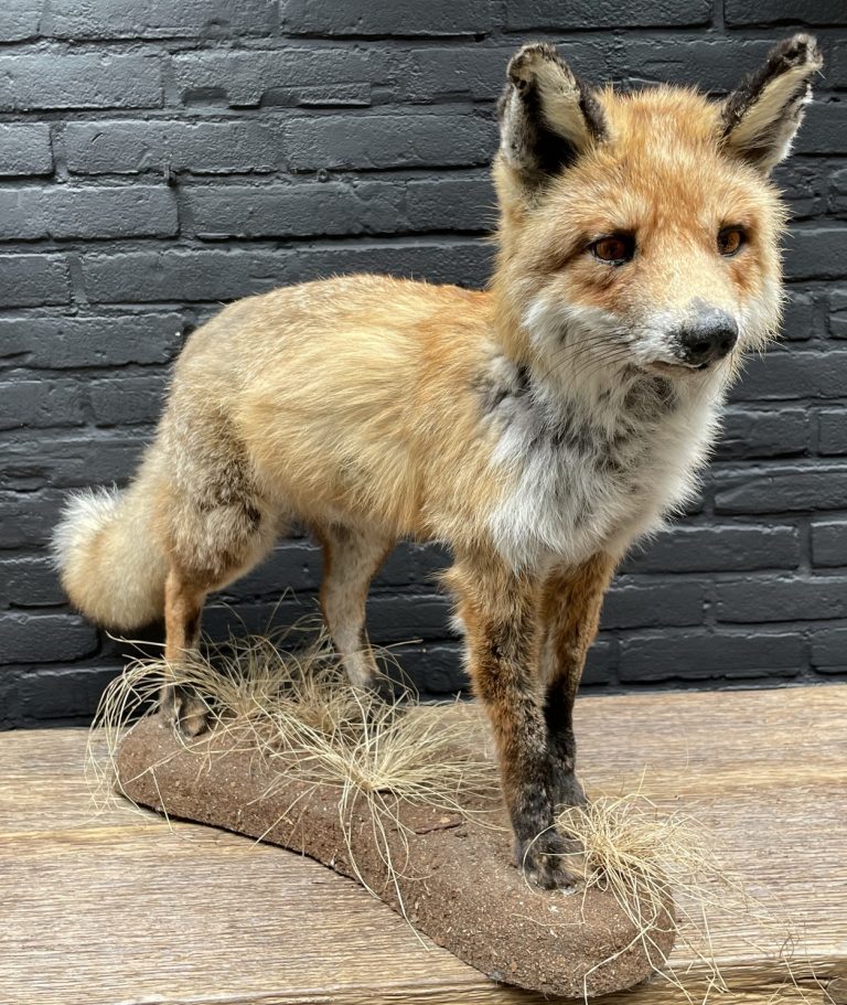 Mounted fox