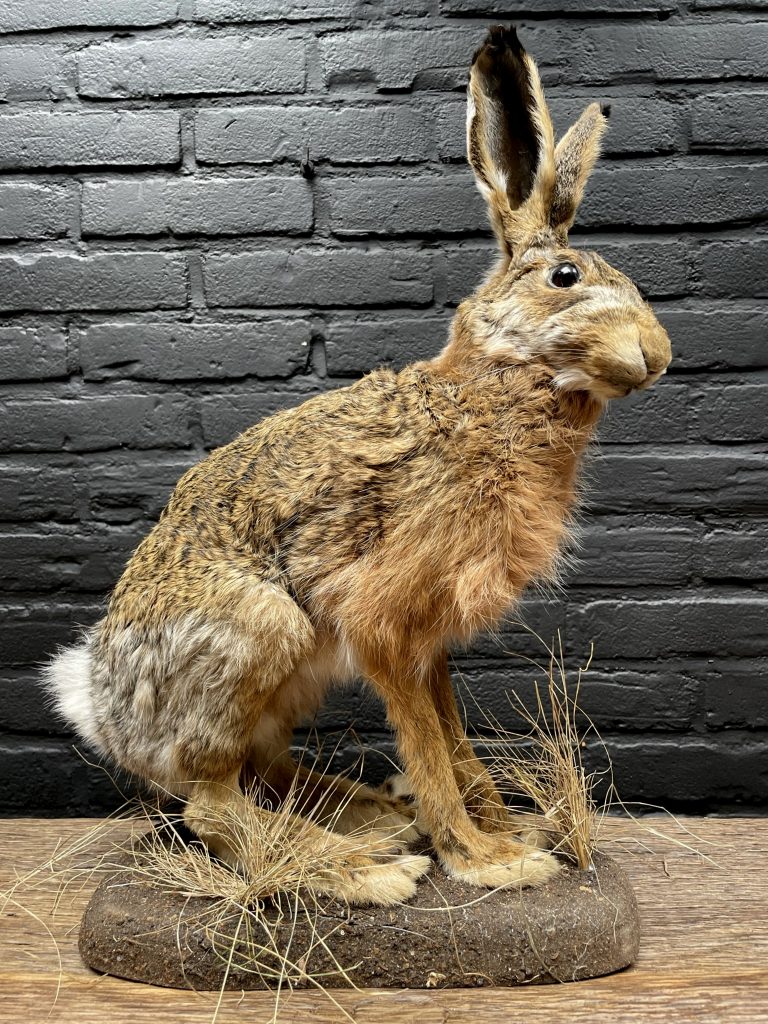 Taxidermy hare