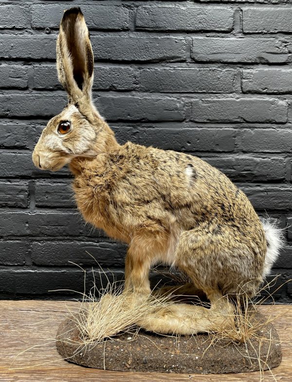 Taxidermy hare