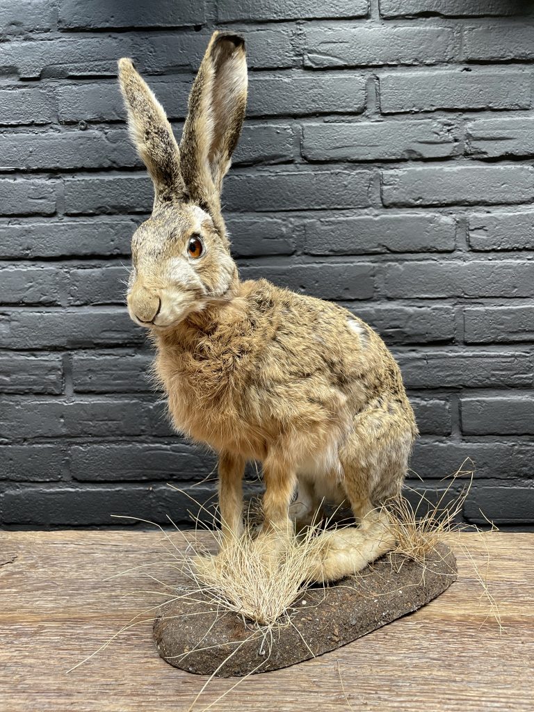 Taxidermy hare