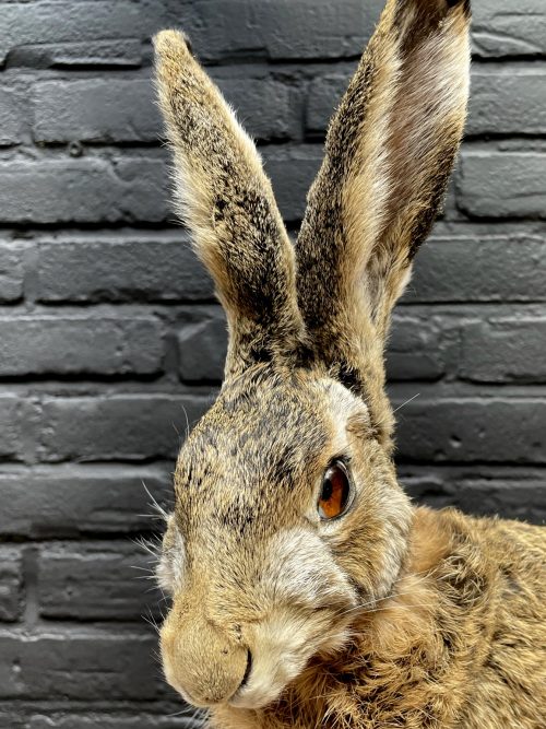 Taxidermy hare