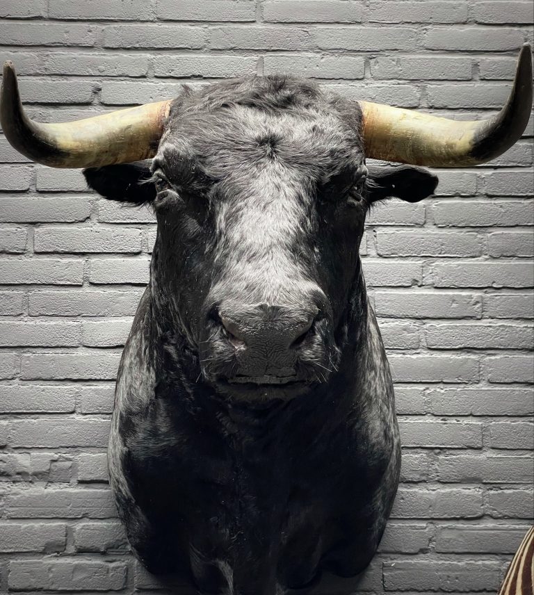 Original black Spanish bull head