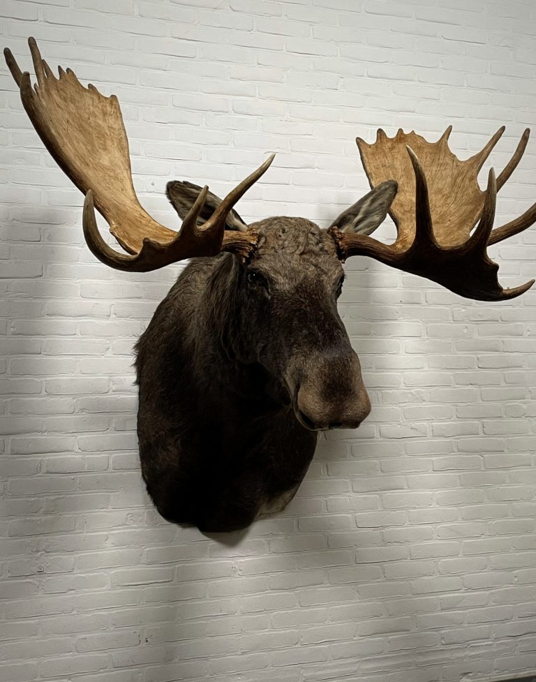 Canadian moose head