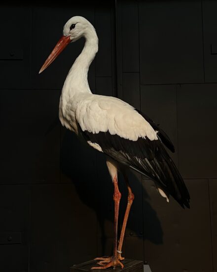 Mounted Stork