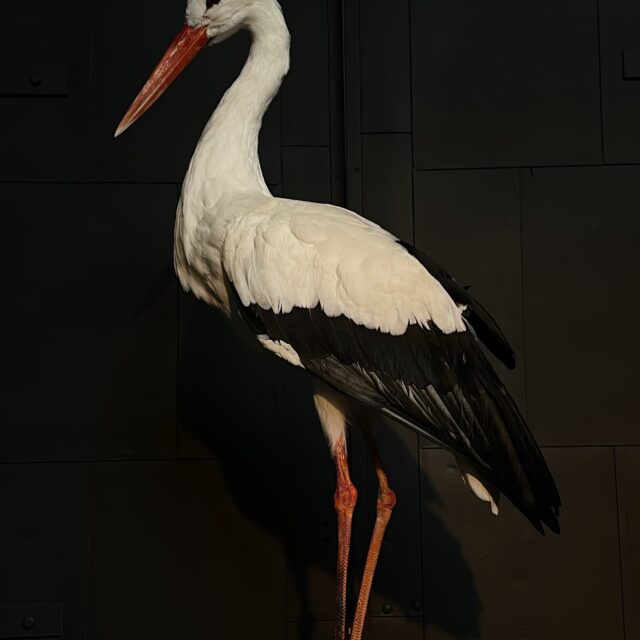 Mounted Stork