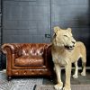 Recent opgezette leeuw (leeuwin)