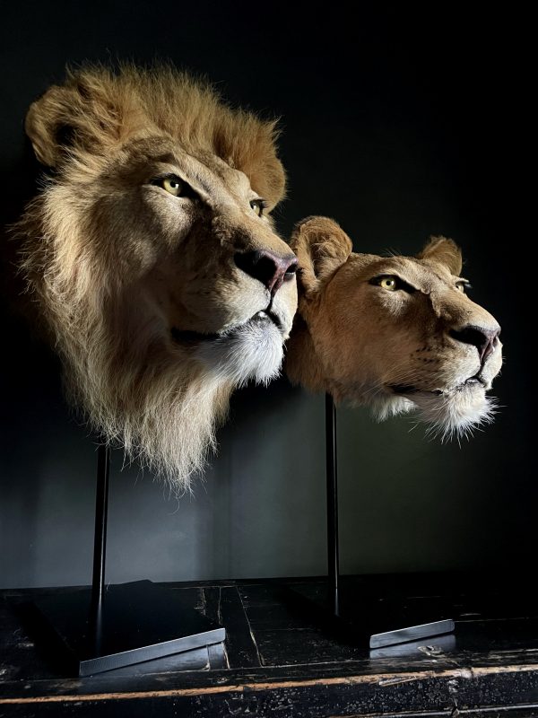 Opgezette leeuw en leeuwin (koppen)