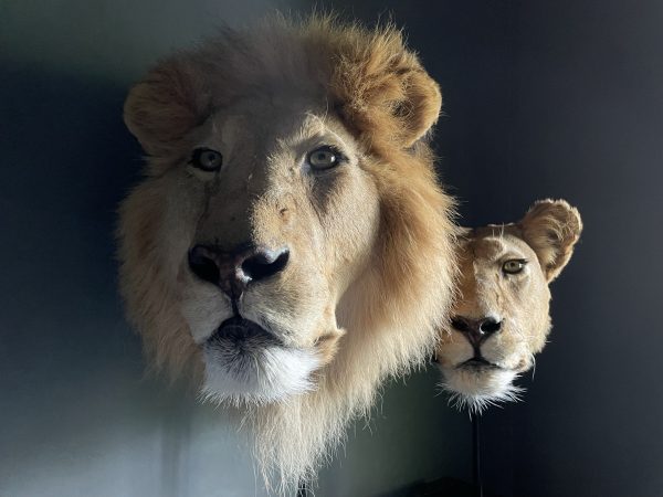 Opgezette leeuw en leeuwin (koppen)