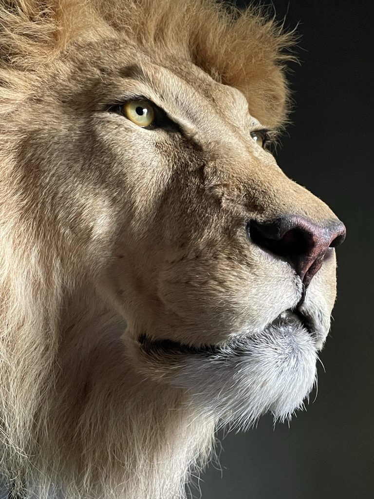 Mounted heads of a lion and lioness