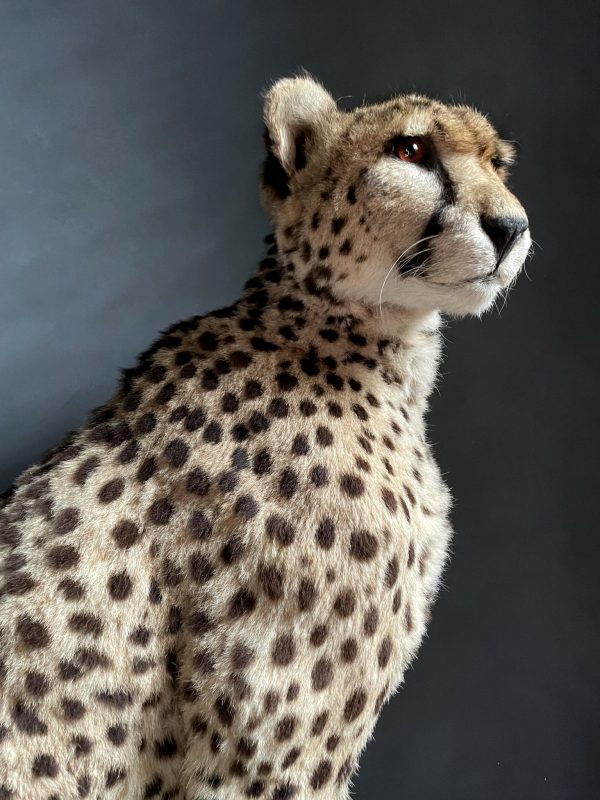 Recent opgezette Cheetah