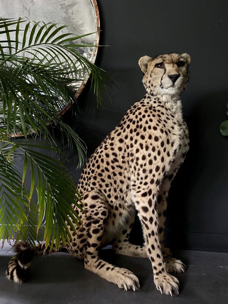 Recently stuffed Cheetah