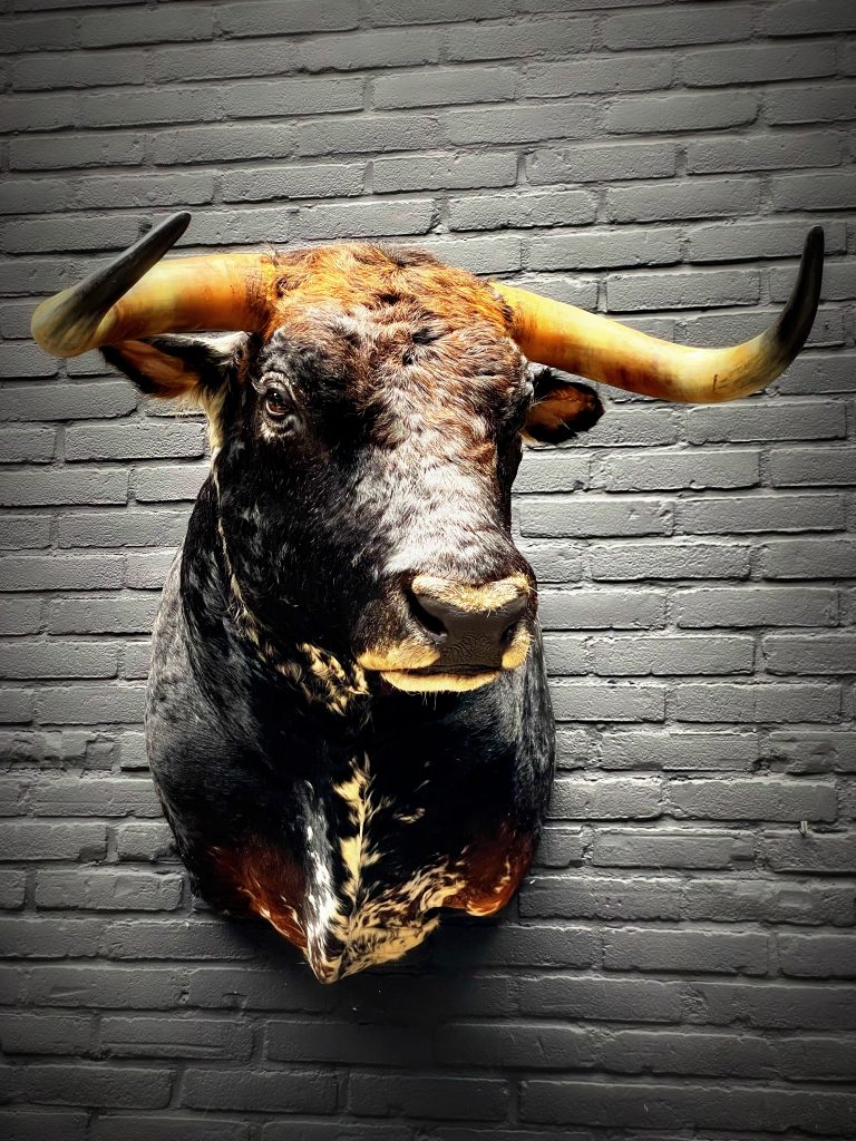 Mounted head of a Spanish bull