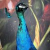 Opgezette blauwe pauw met open vleugels