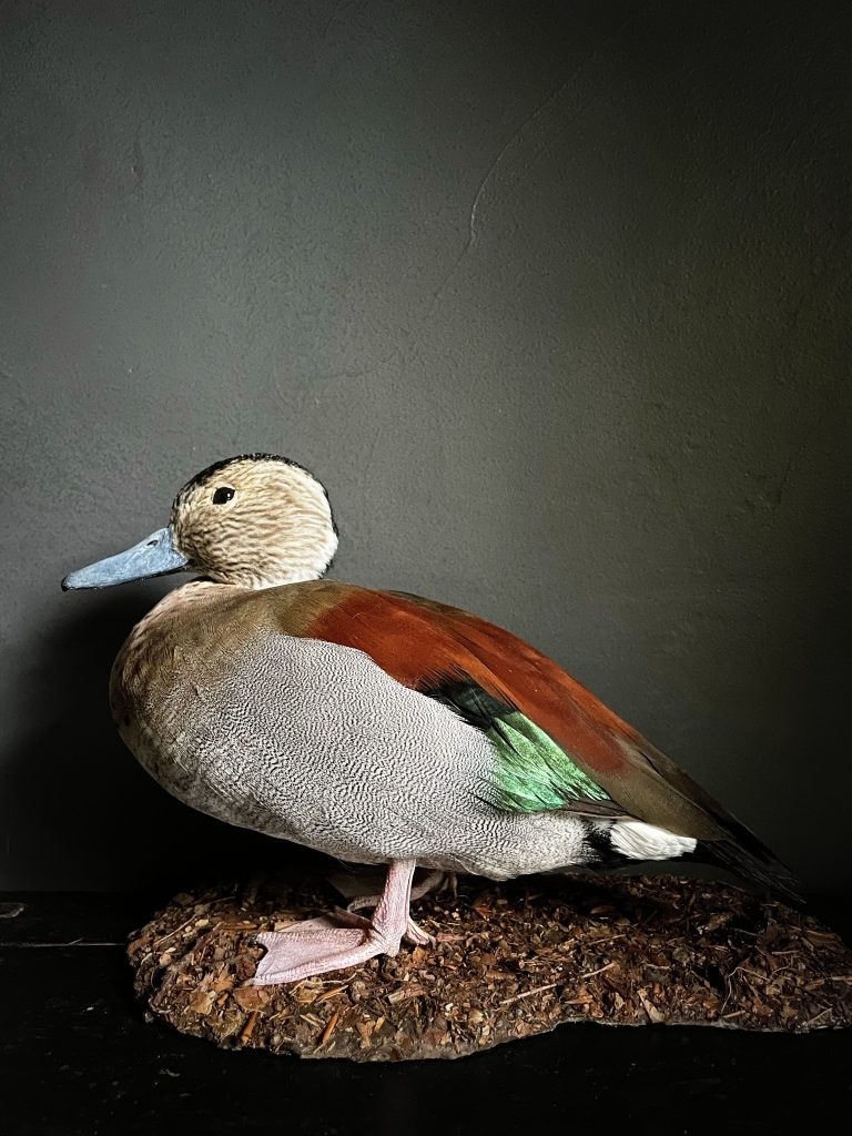 Taxidermy Red-billed Teal.