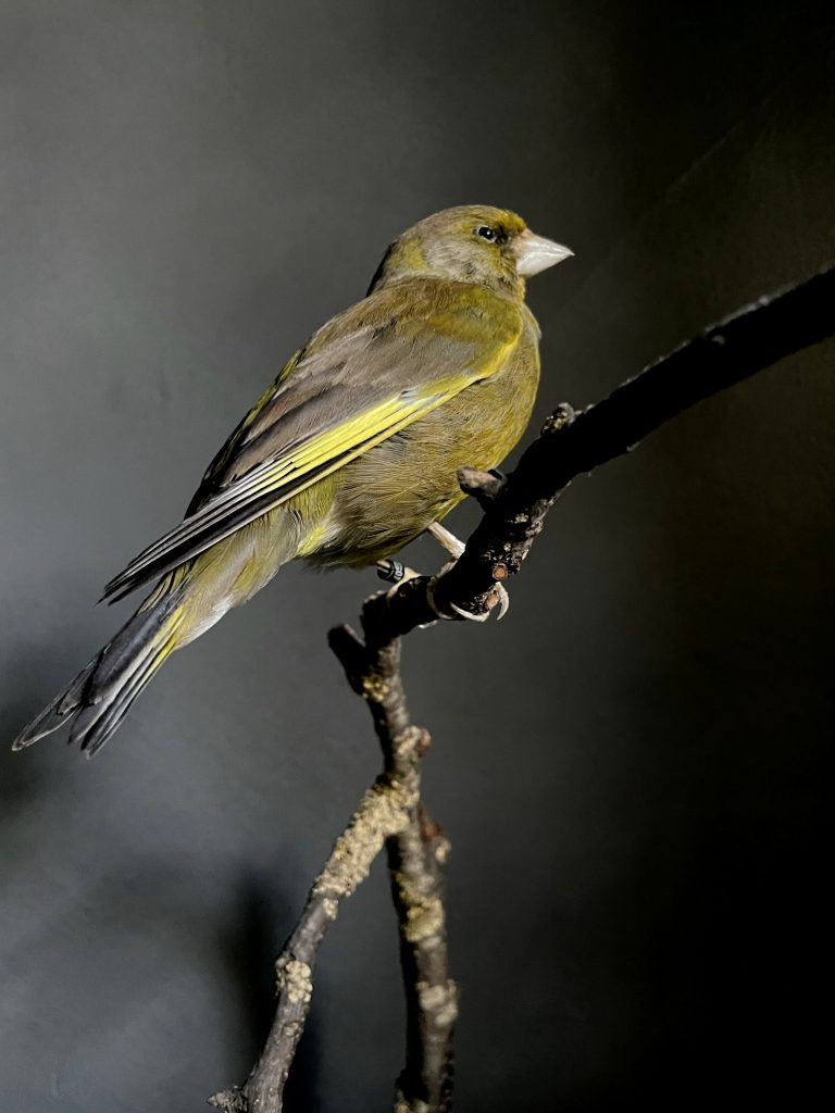 Mounted greenfinch on a natural twig