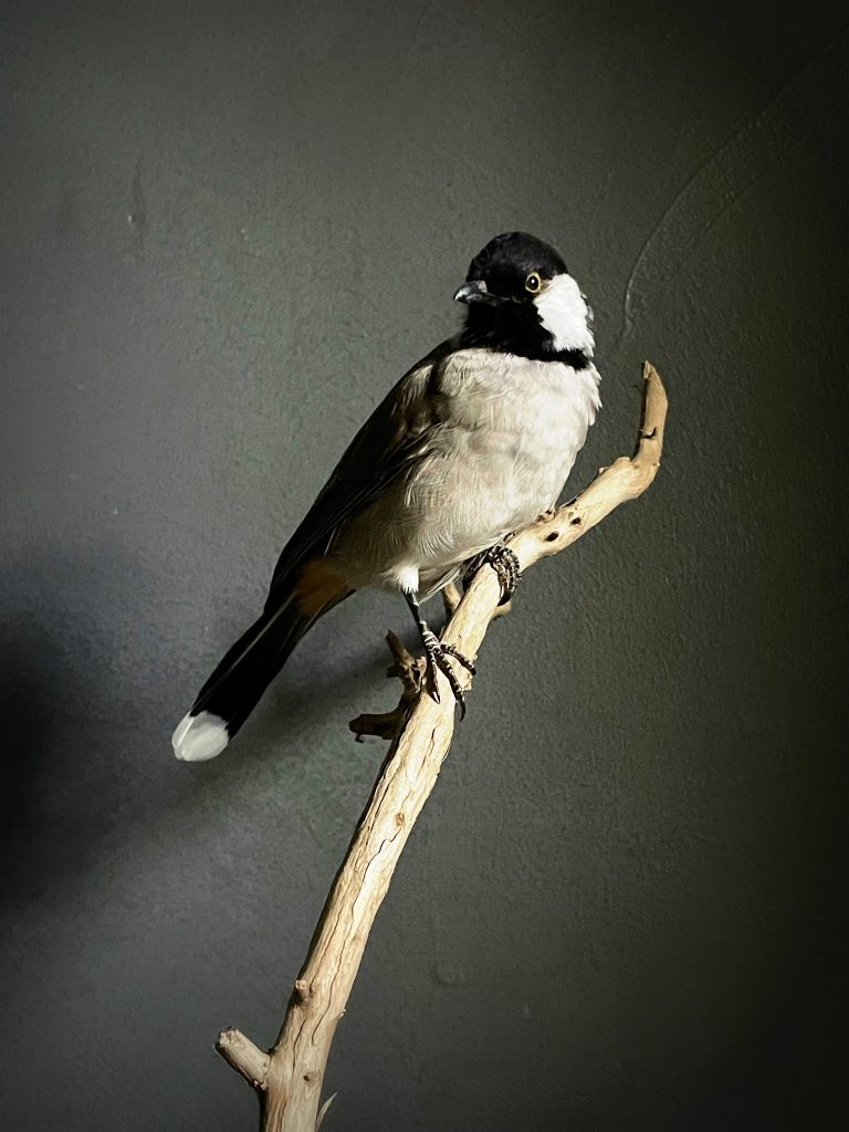 Mounted white-eared bulbul