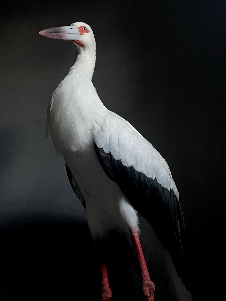 Mounted Maguari Stork